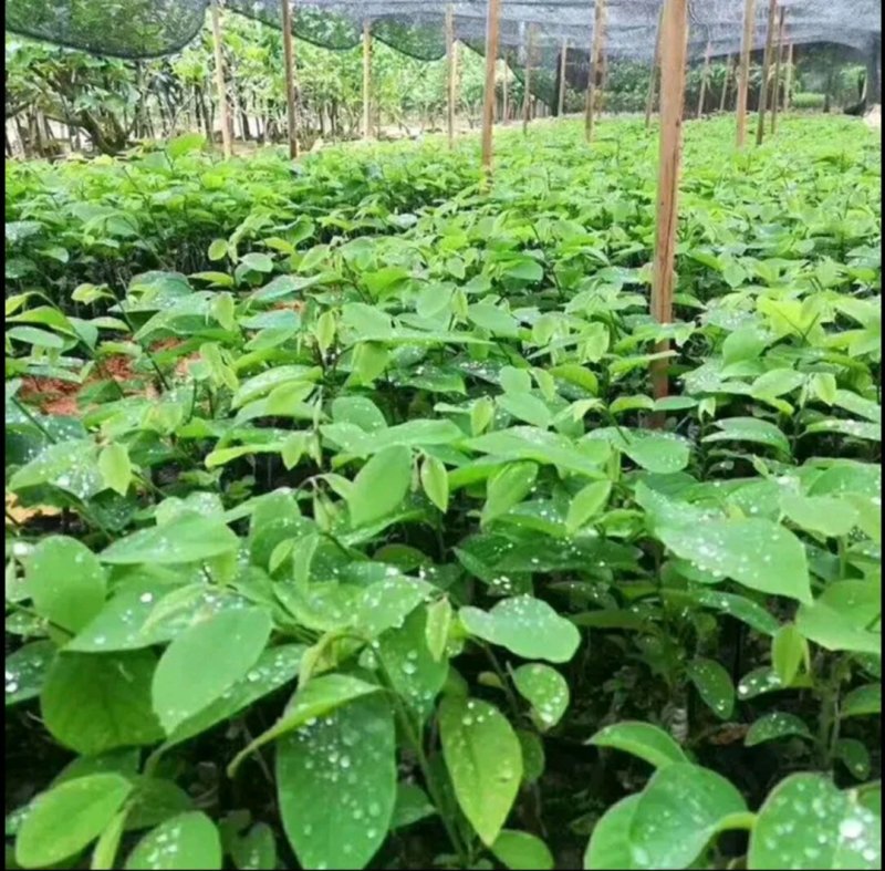 台湾凤梨释迦果苗，美植袋大苗