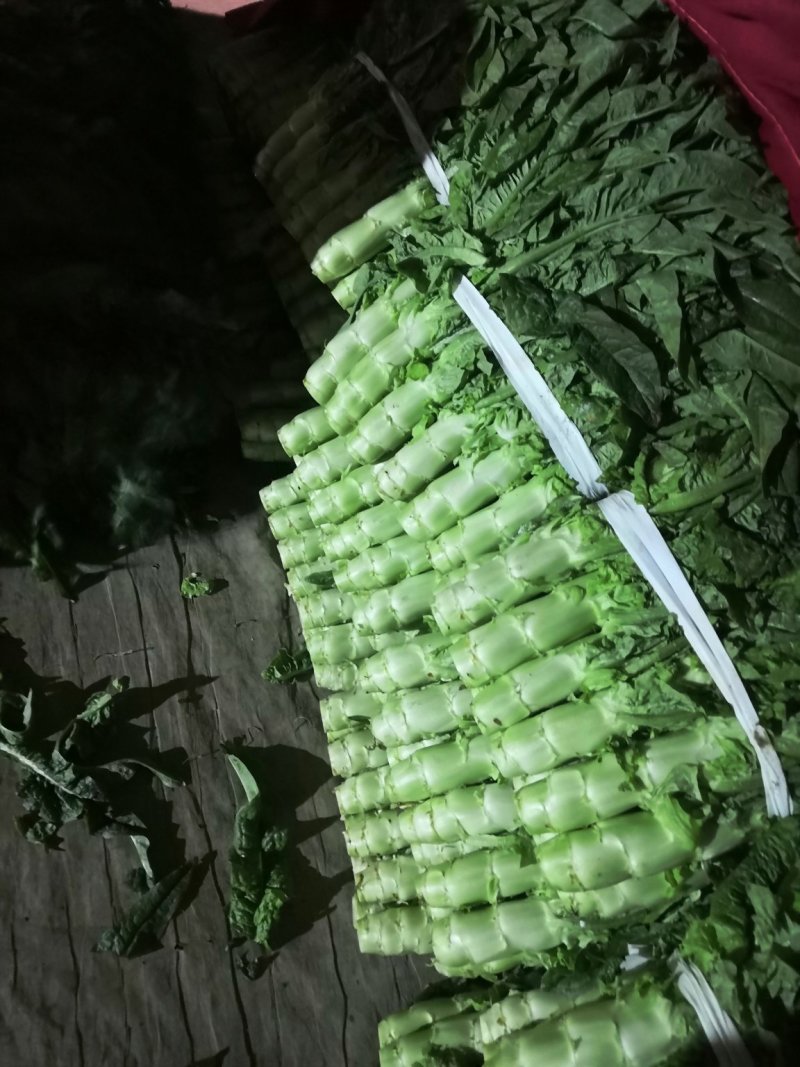 【一手货源】兰陵优质莴笋大量上市，万亩基地发货一条龙服务