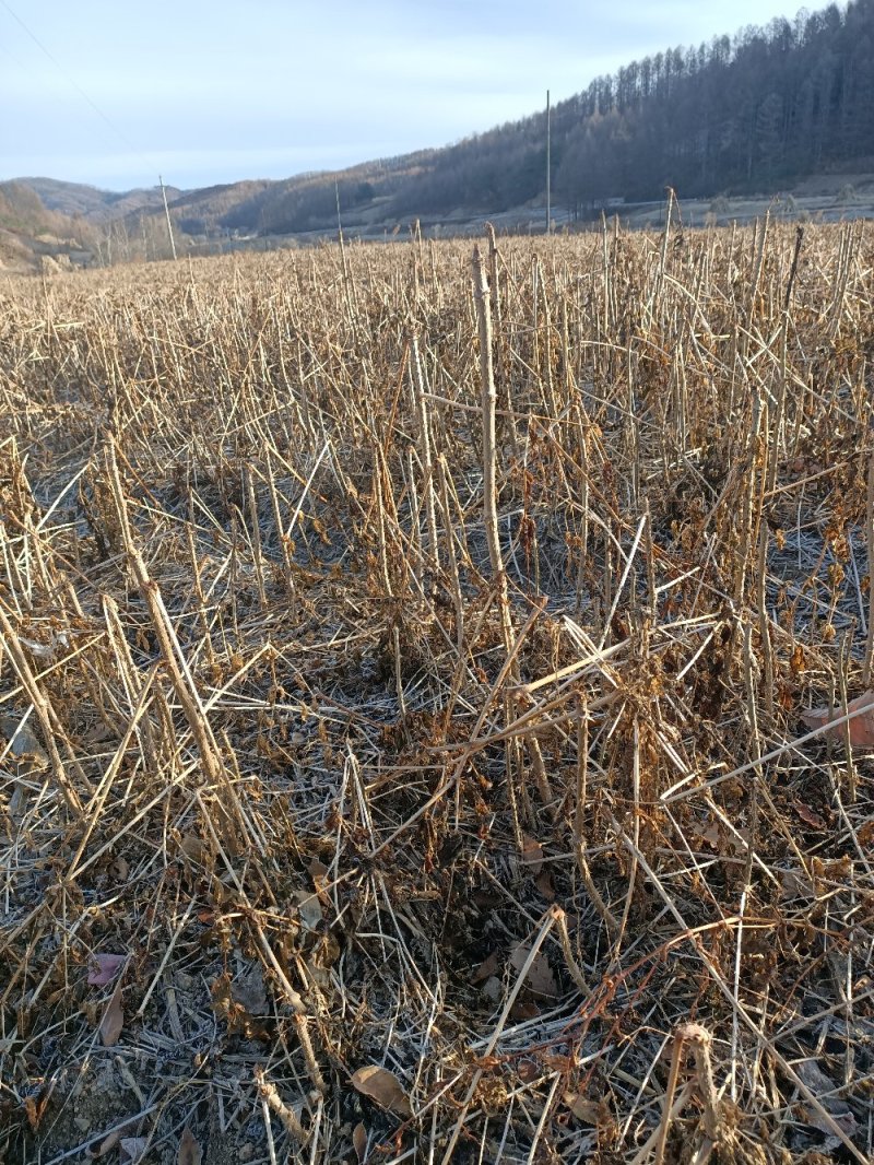 刺龙芽苗，，，，，，，，，，，，，，，，，