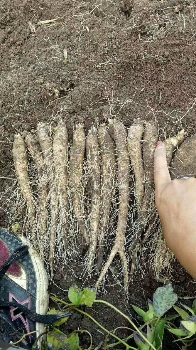 山胡萝卜，，，，，，，，，，，