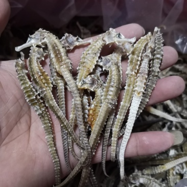 本港清水三斑直条足干马头鱼