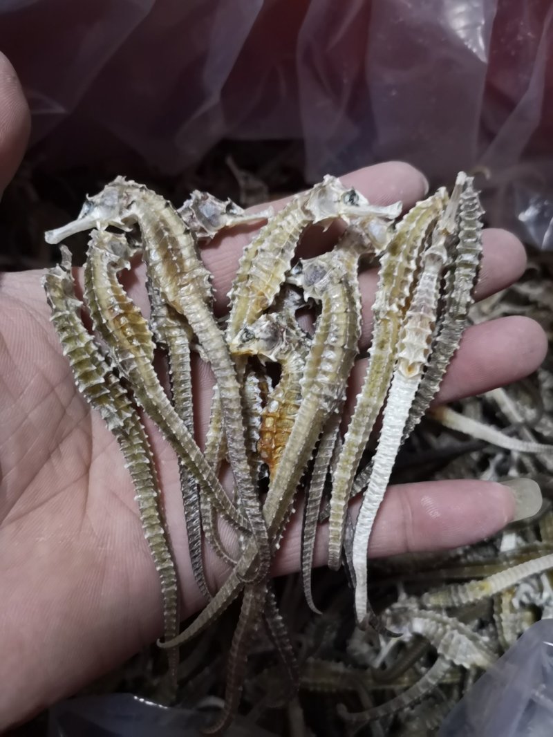本港清水三斑直条足干马头鱼