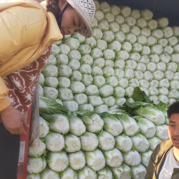 春季黄心菜