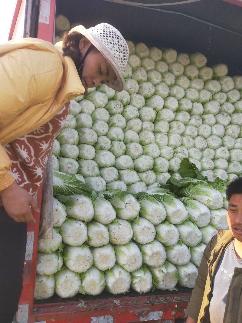 春季黄心菜
