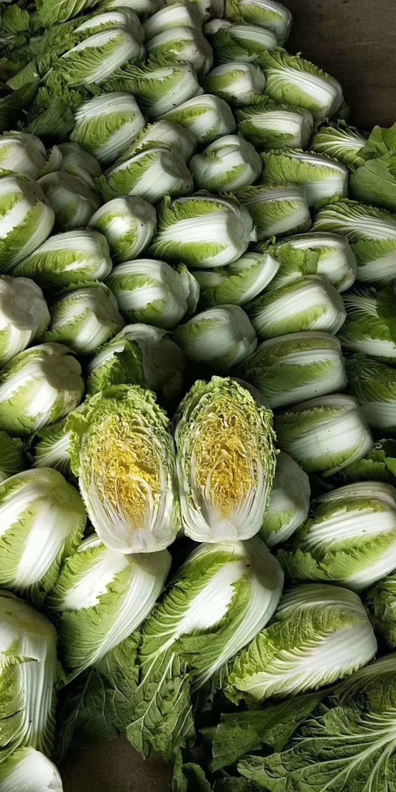 春季黄心菜
