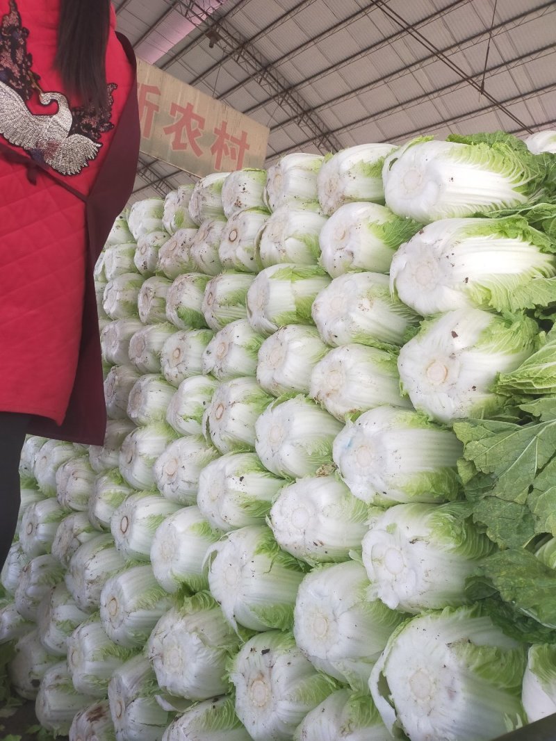 春季黄心菜