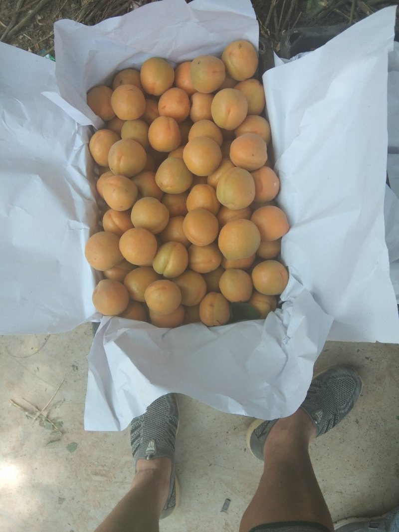 金太阳，加工厂货源基地，超市，电商，市场果。