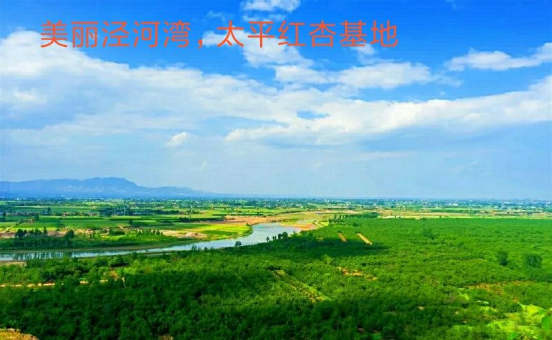 泾阳县泾河坪南塬丰园红杏色泽艳红，果个大