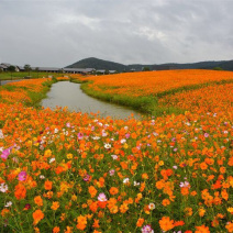 草花种子硫华菊种子【边坡美化】【耐涝、耐旱、耐高温】