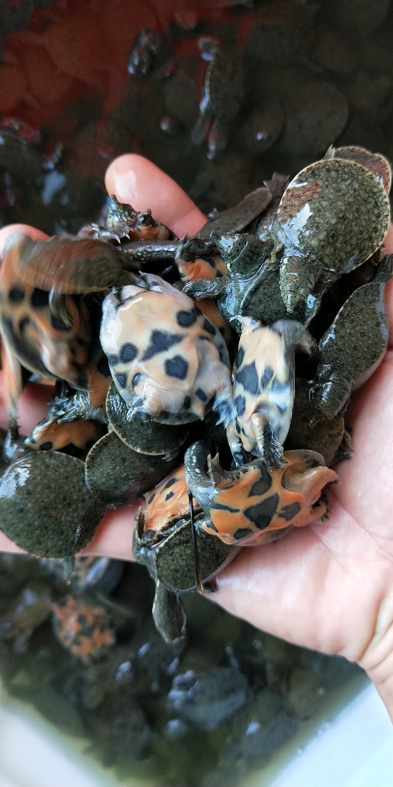 老甲鱼