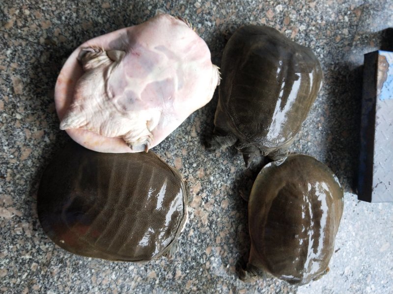 老甲鱼