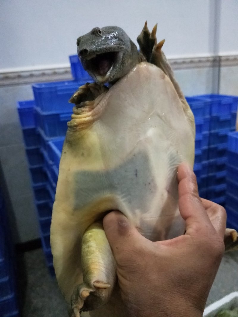 老甲鱼