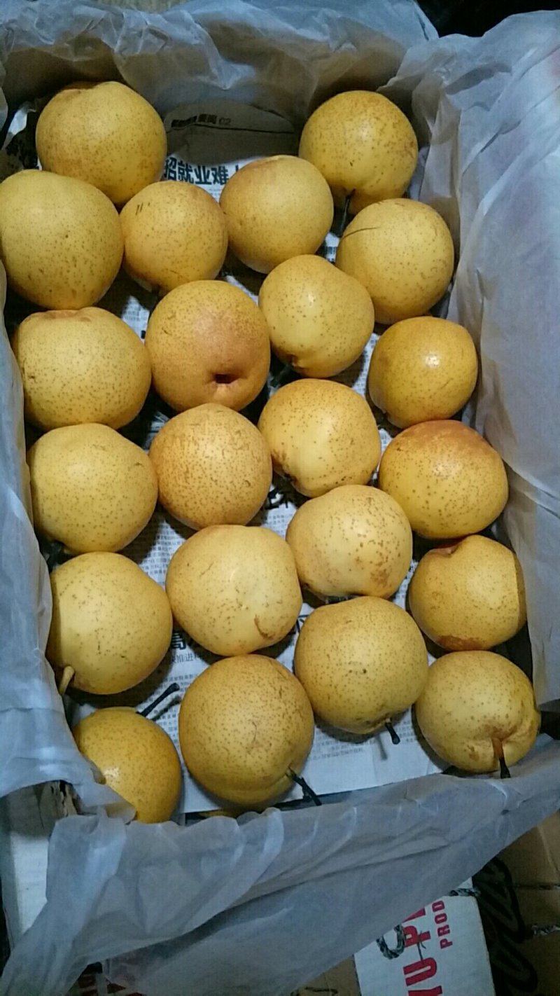 北镇特产锦峰梨糖度高口感好