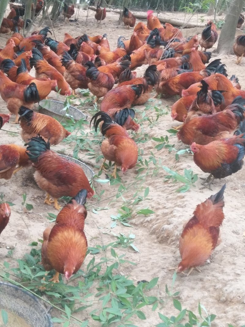 阉鸡