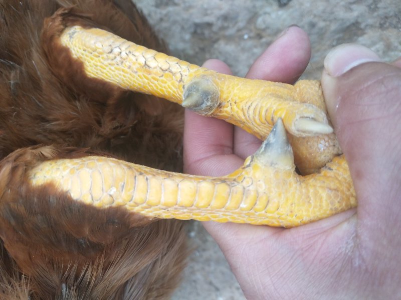 阉鸡