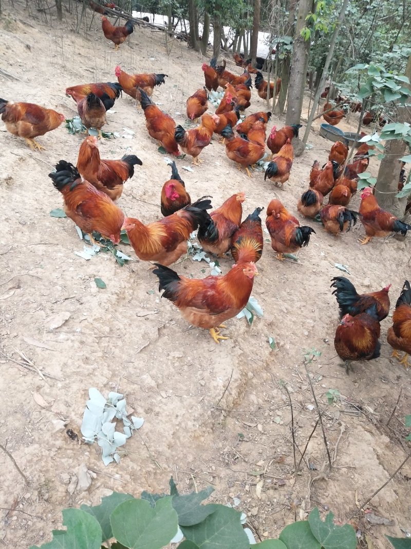阉鸡