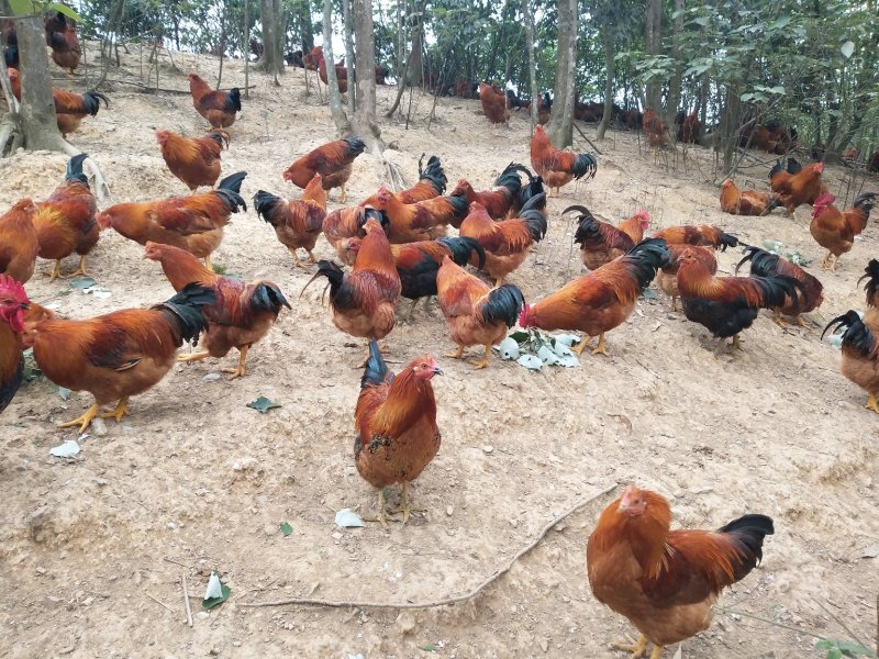阉鸡