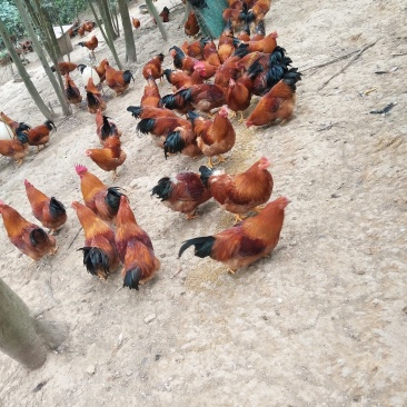 阉鸡
