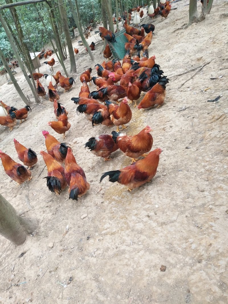 阉鸡