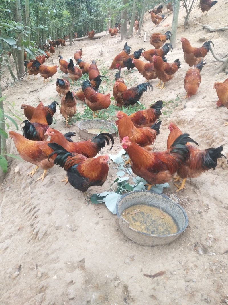 阉鸡