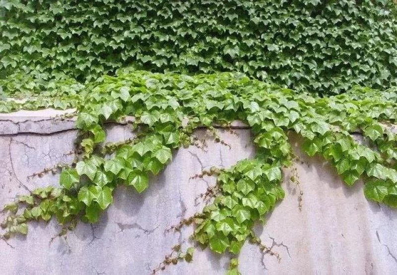 爬山虎小苗种植基地大量销售中，价格优惠植株健壮生长旺盛