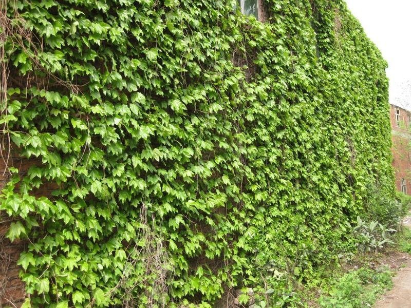 爬山虎小苗种植基地大量销售中，价格优惠植株健壮生长旺盛