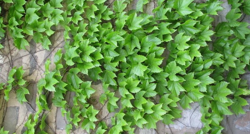 爬山虎小苗种植基地大量销售中，价格优惠植株健壮生长旺盛