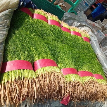 邯郸联帮蔬菜批发市场全年供应精品茴香苗