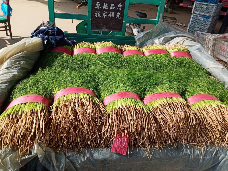 邯郸联帮蔬菜批发市场全年供应精品茴香苗