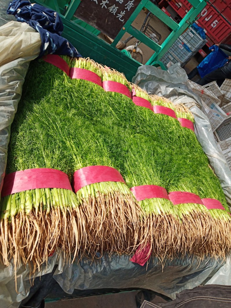 邯郸联帮蔬菜批发市场全年供应精品茴香苗