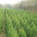 大量供应蜀桧大量现货销售中，价格优惠欢迎来电咨询