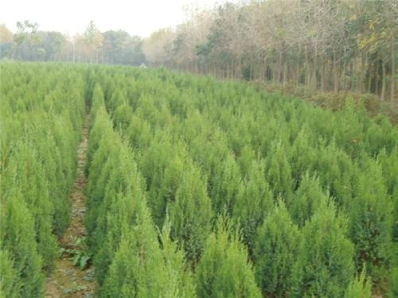 大量供应蜀桧大量现货销售中，价格优惠欢迎来电咨询