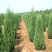 大量供应蜀桧大量现货销售中，价格优惠欢迎来电咨询
