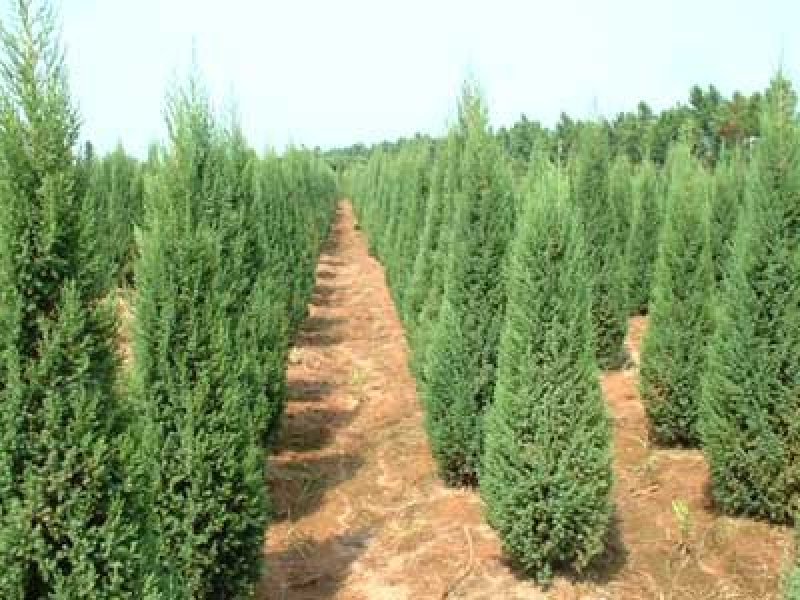 大量供应蜀桧大量现货销售中，价格优惠欢迎来电咨询