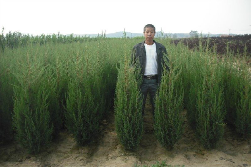 大量供应蜀桧大量现货销售中，价格优惠欢迎来电咨询