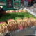 邯郸联帮蔬菜批发市场全年供应精品茴香苗