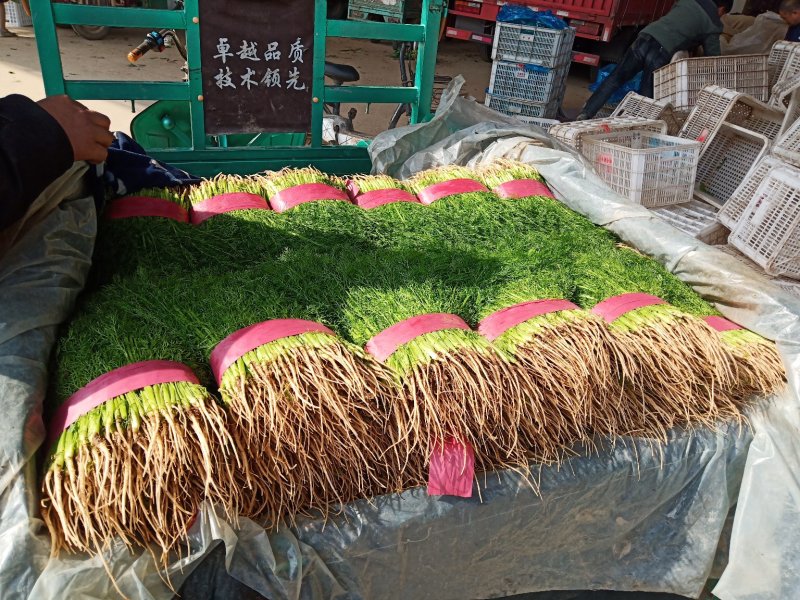 邯郸联帮蔬菜批发市场全年供应精品茴香苗