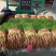 邯郸联帮蔬菜批发市场全年供应精品茴香苗
