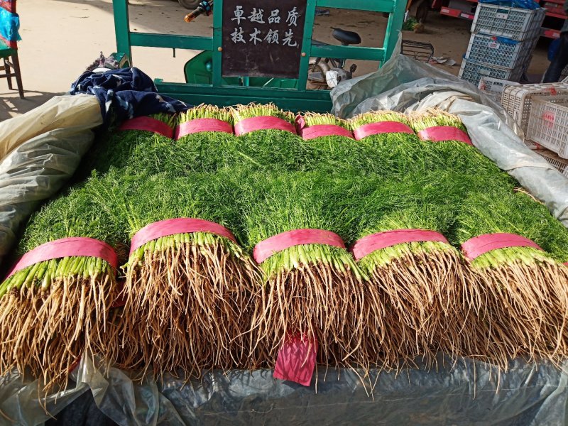 邯郸联帮蔬菜批发市场全年供应精品茴香苗