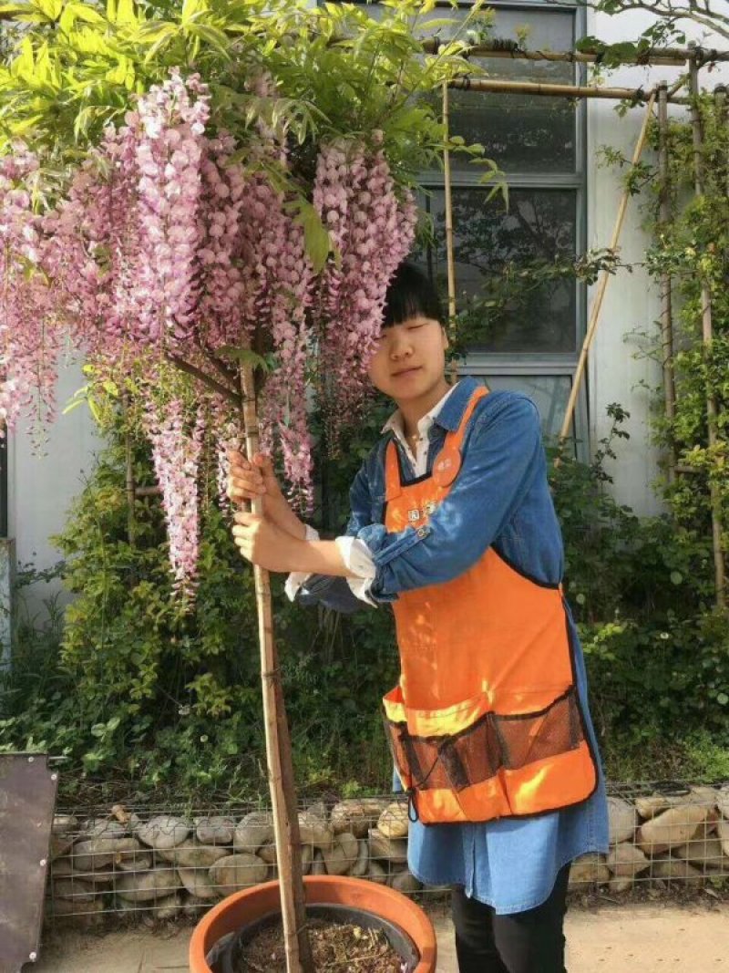 批发供应一二年生的紫藤小苗，及1-5公分的紫藤树