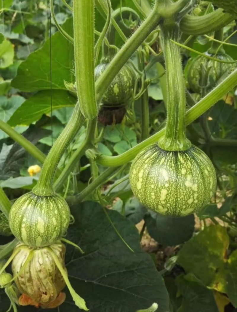 新型黄肉菜用南瓜小青铃南瓜较早熟瓜多较抗病
