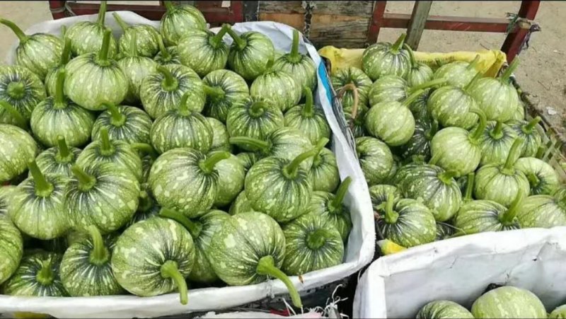 新型黄肉菜用南瓜小青铃南瓜较早熟瓜多较抗病