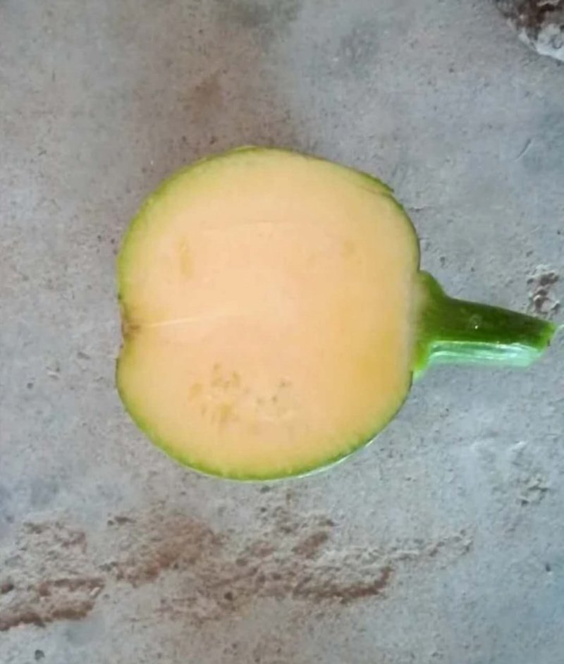 新型黄肉菜用南瓜小青铃南瓜较早熟瓜多较抗病