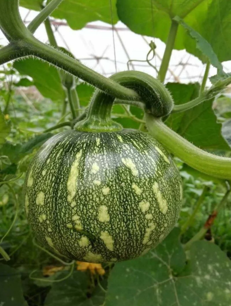 新型黄肉菜用南瓜小青铃南瓜较早熟瓜多较抗病