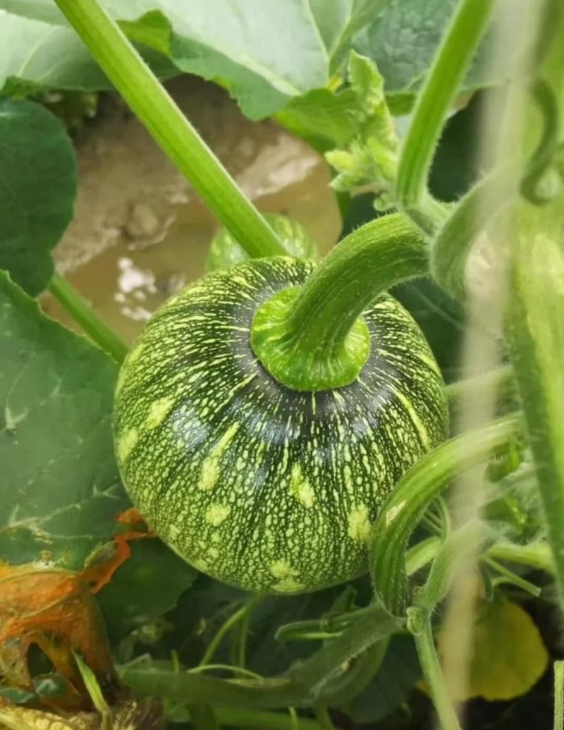 新型黄肉菜用南瓜小青铃南瓜较早熟瓜多较抗病