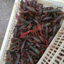 456中青规格的清水小龙虾硬规格质量好品质好