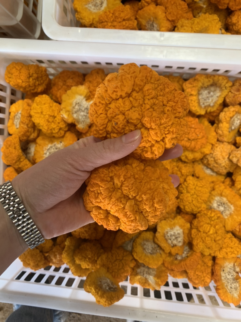 云南鲜金耳，颜色漂亮，形状好，营养丰富。