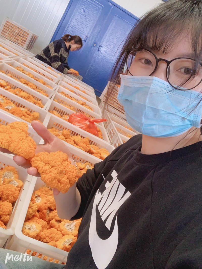 云南鲜金耳，颜色漂亮，形状好，营养丰富。