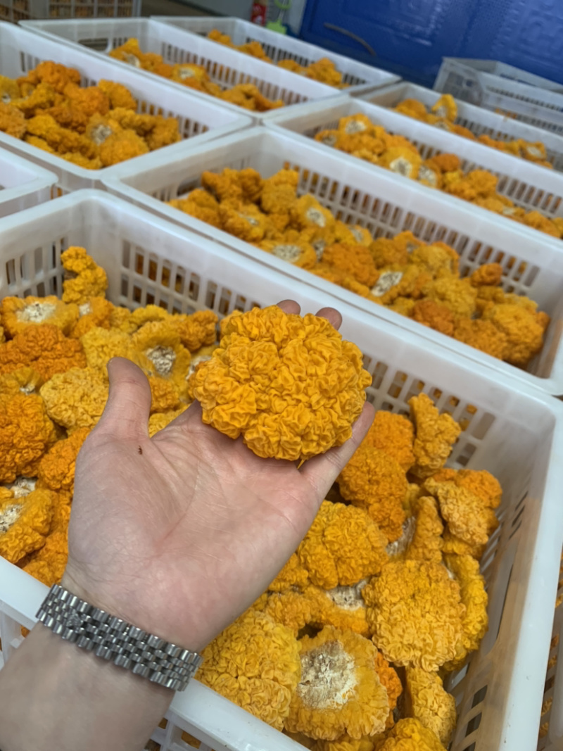 云南鲜金耳，颜色漂亮，形状好，营养丰富。