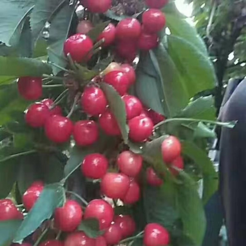 樱桃红灯